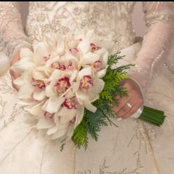 مسكة سمبيديوم