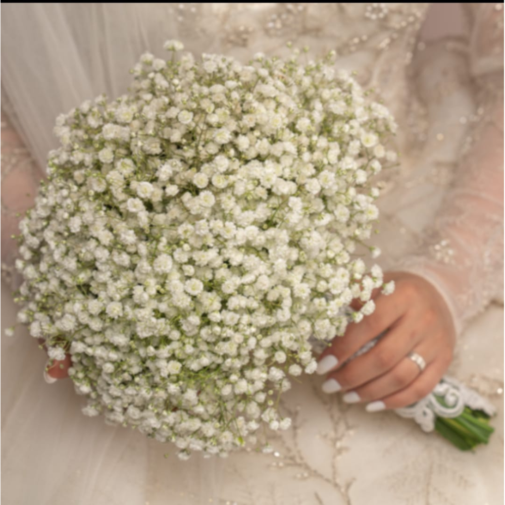 مسكة جبسوفيليا