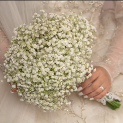 مسكة جبسوفيليا