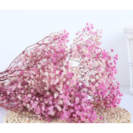 جيبسوفيلا وردي